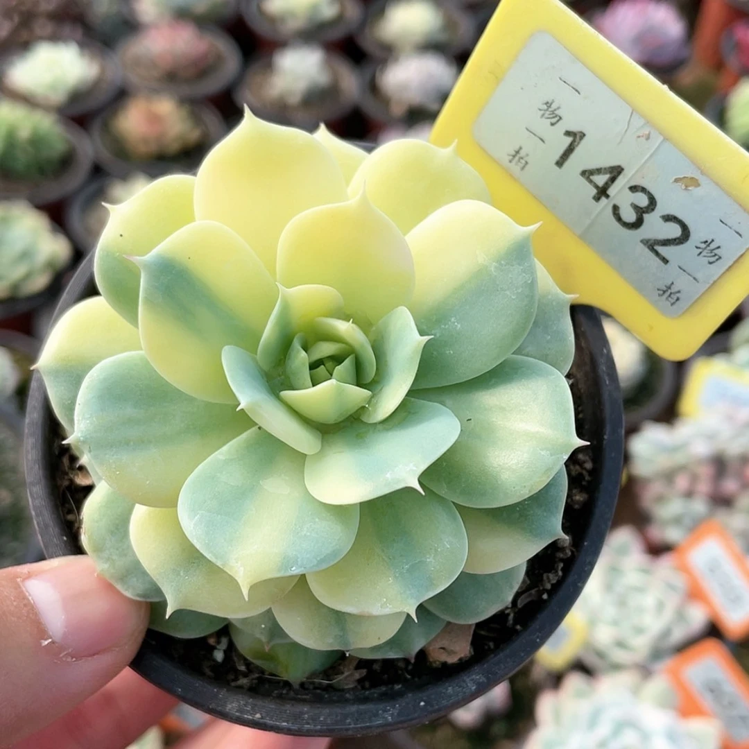 【闪购商品】1432号