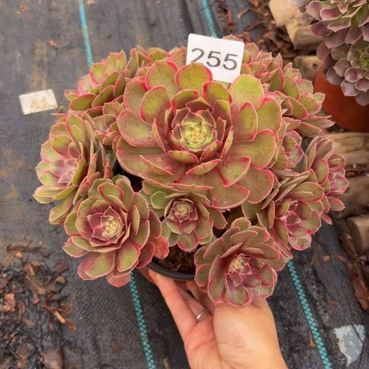 粉花夭多肉植物不包损255