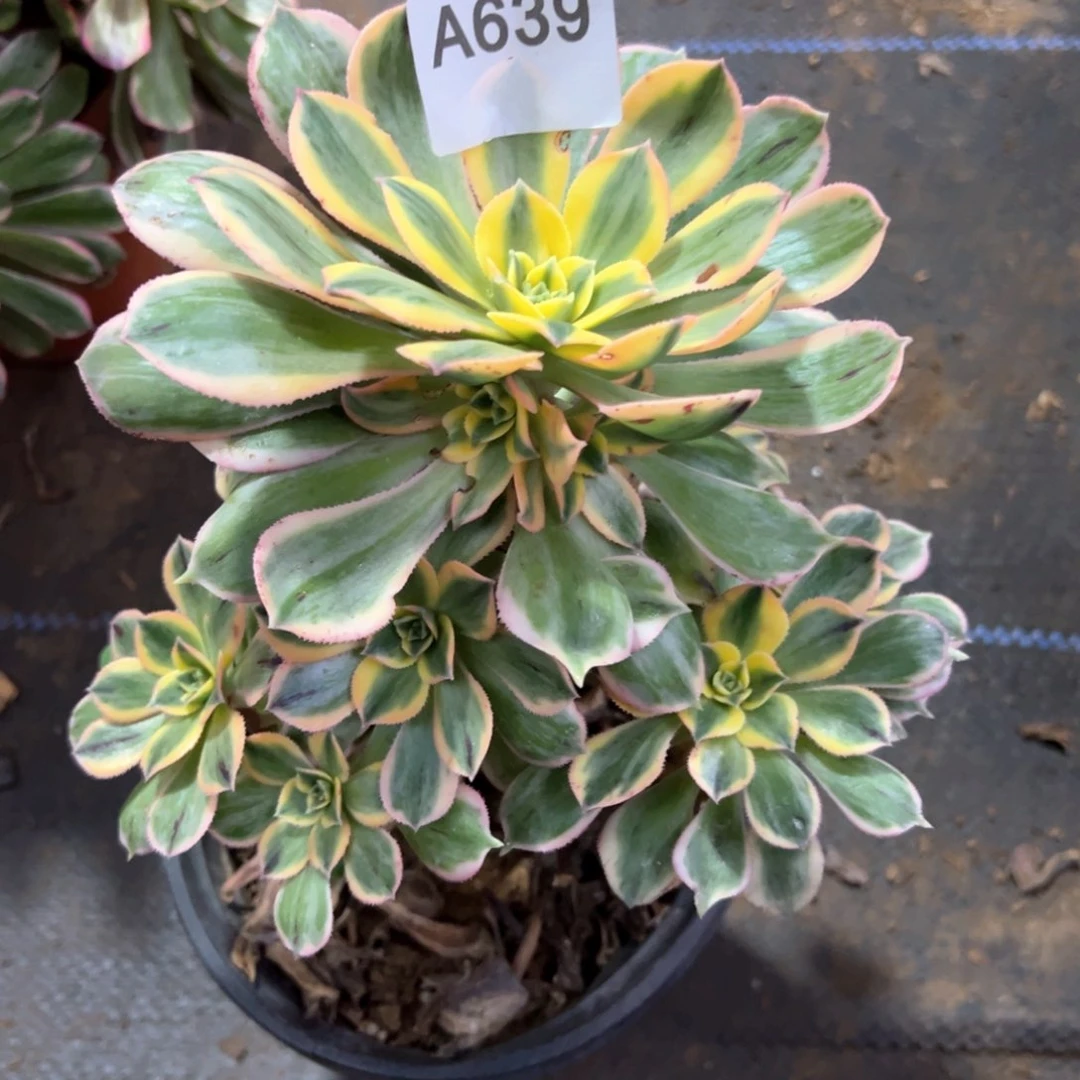 639灿烂老桩有伤