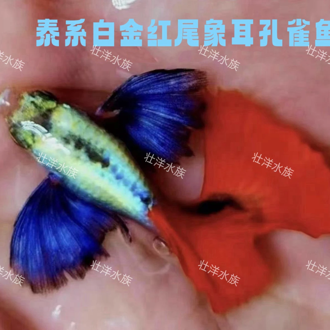 越系F1鎏金花蝴蝶白金象耳