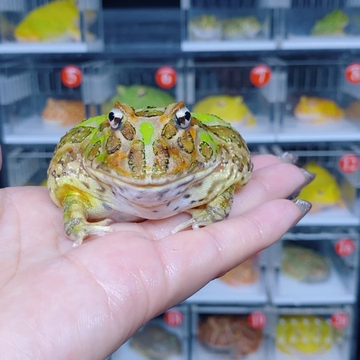 角蛙恭喜发财大吉大利