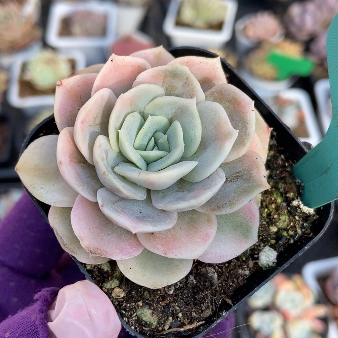 1157蓝色惊喜锦多肉