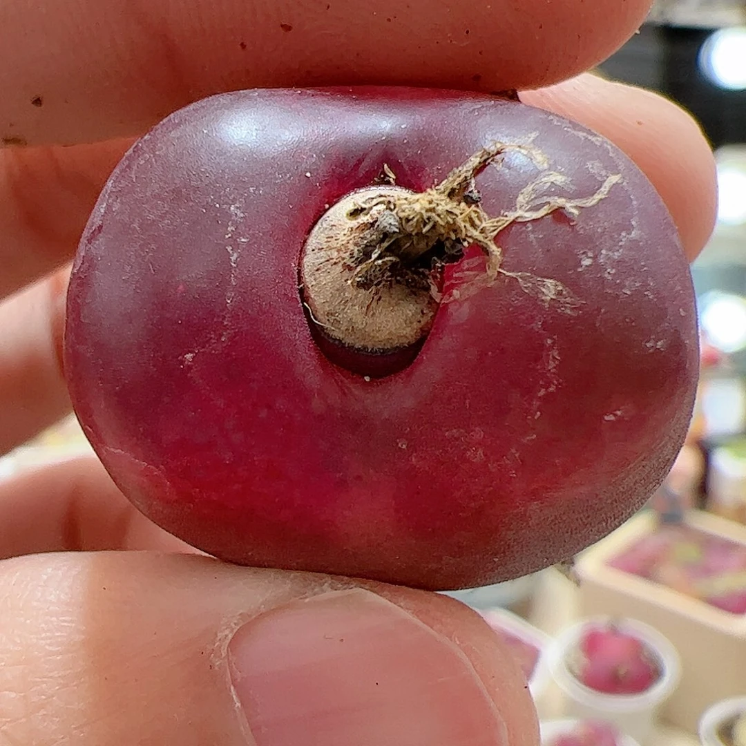 【闪购商品】54 吕氏红宝石