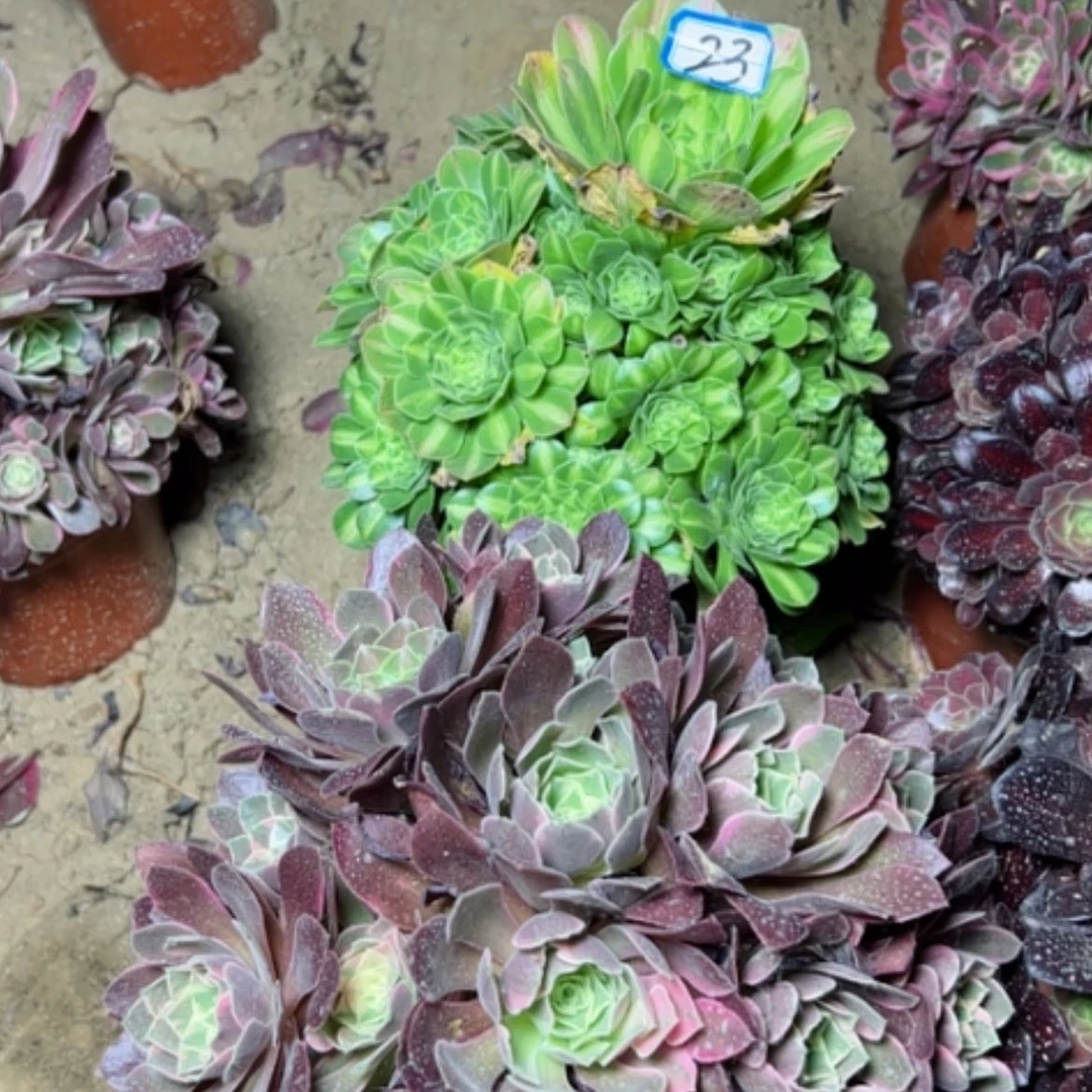 【闪购商品】茶**言多肉植物两个23