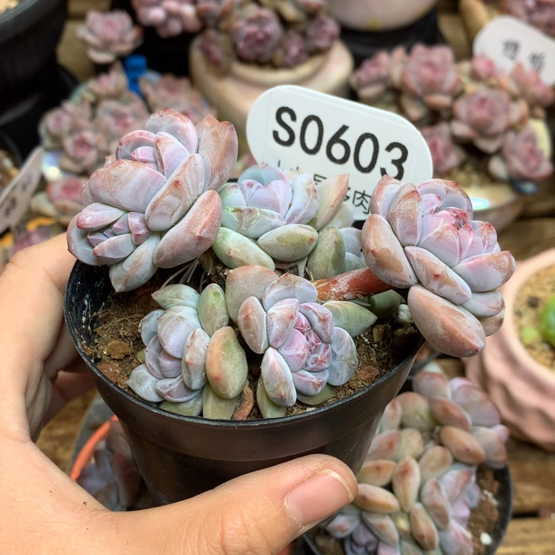 S0603 突尼斯 小树6头9.5cm