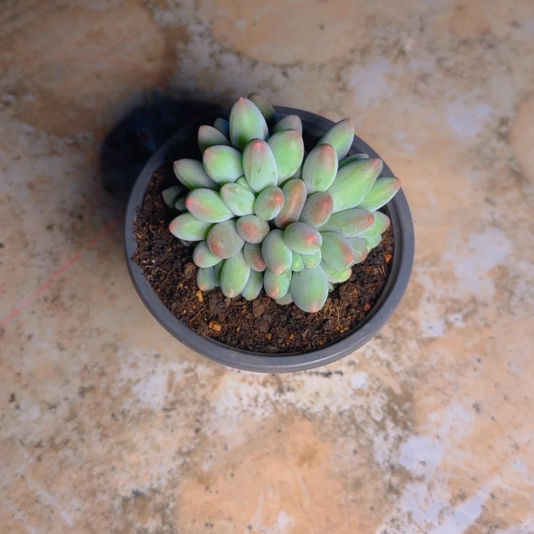 天***辉灰灰发货多肉1111111