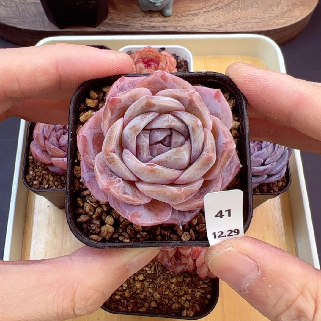 好好看41、哈哈哈哈