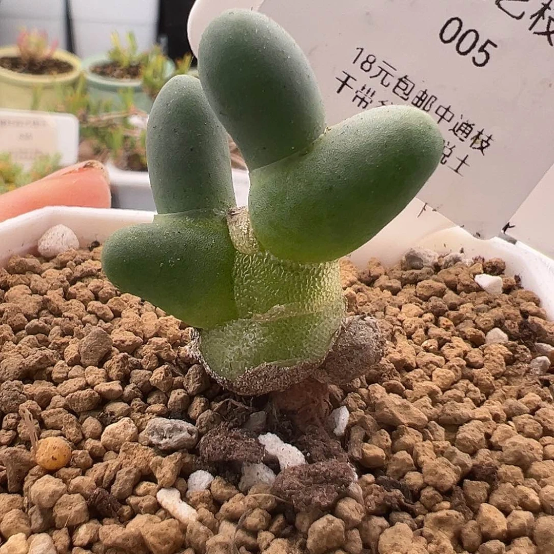 5号亲指姬1.5多肉