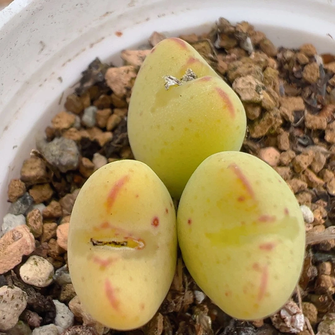 112多肉植物百科知识