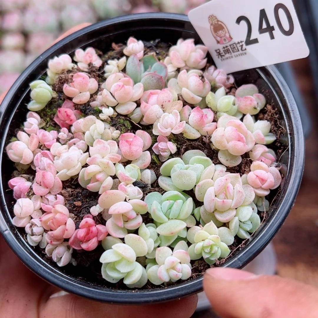 多肉植物多肉植物