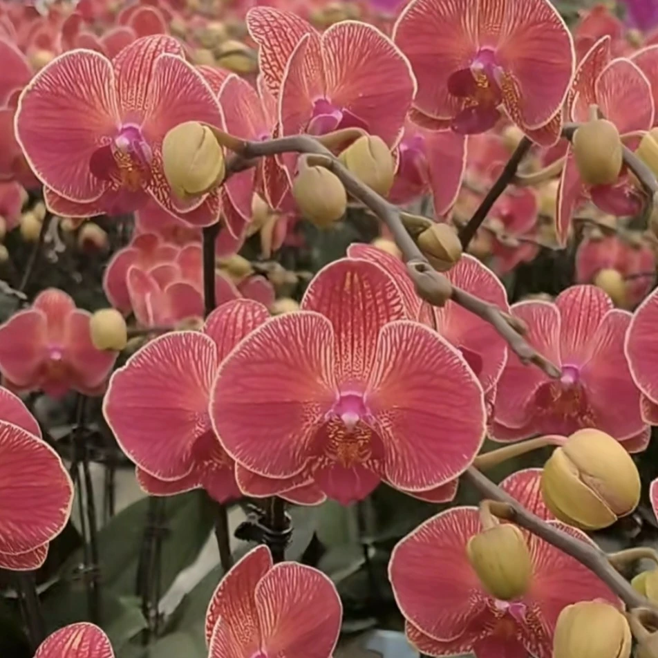 【柑橘】蝴蝶兰花苗3.5寸