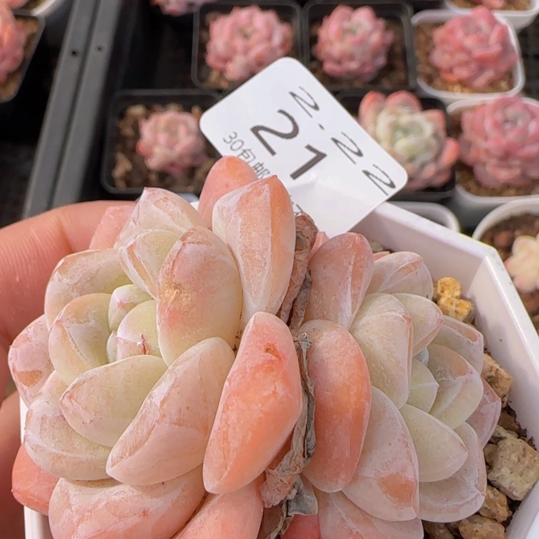 双头冰玉一颗脱土发货