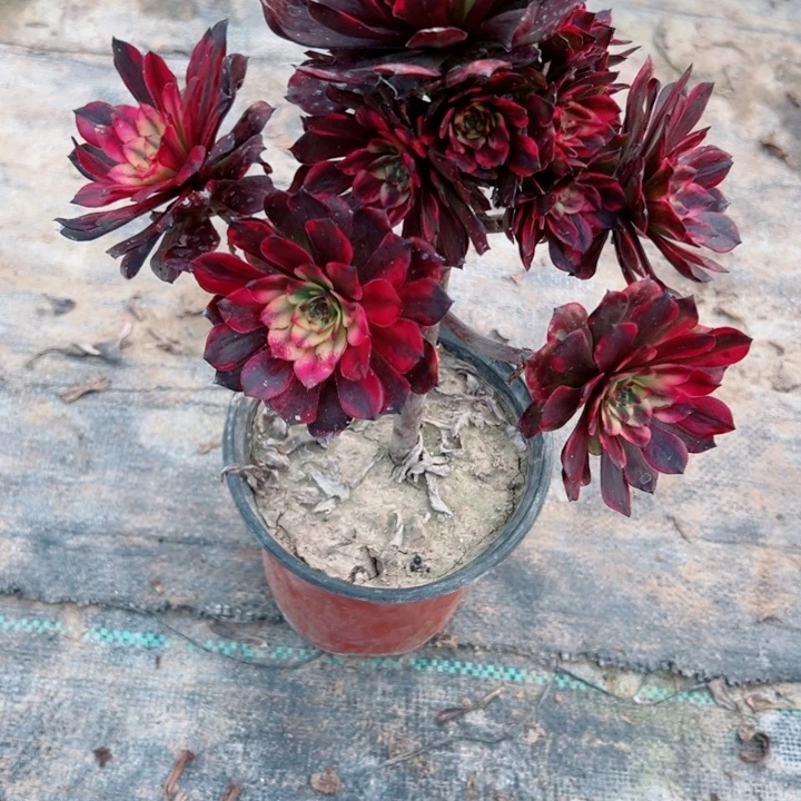 195烟花多肉植物