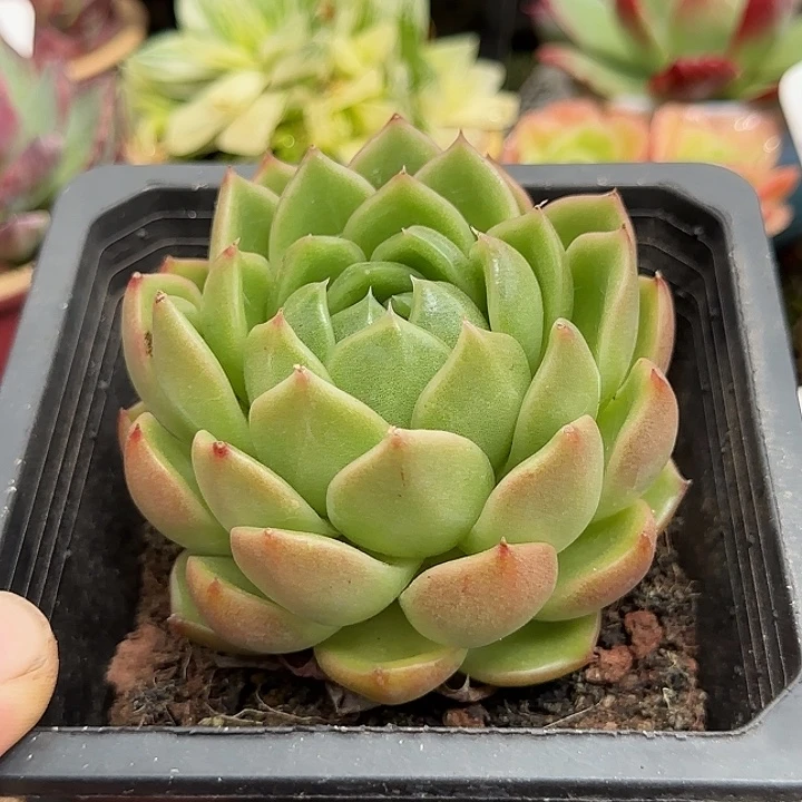 白玫瑰惊鸿一物一拍包装收缩花旱