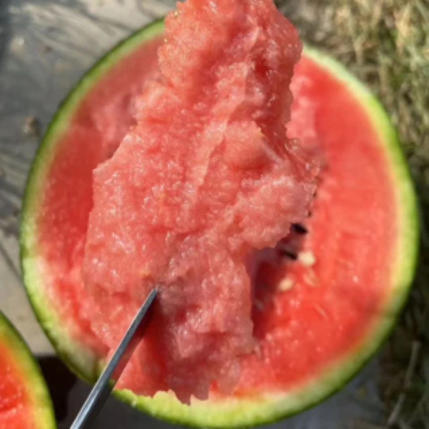 庞各庄L600小吊瓜 小西瓜 新鲜水果 单颗2斤起北京市