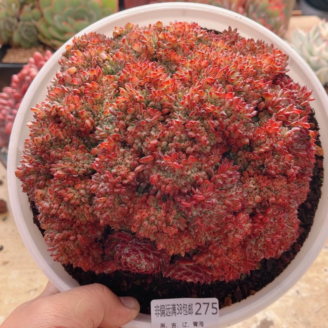 275基莲缀德华多肉