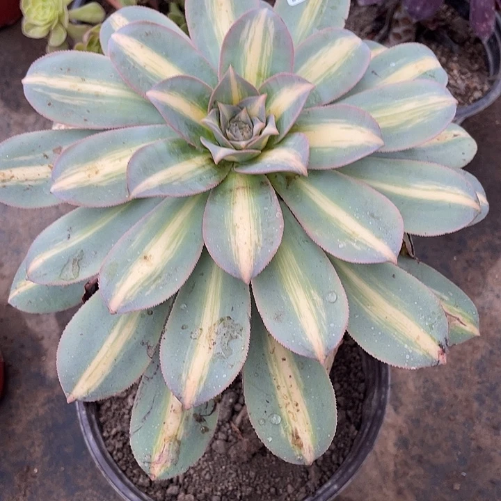 988幻影多肉植物法师