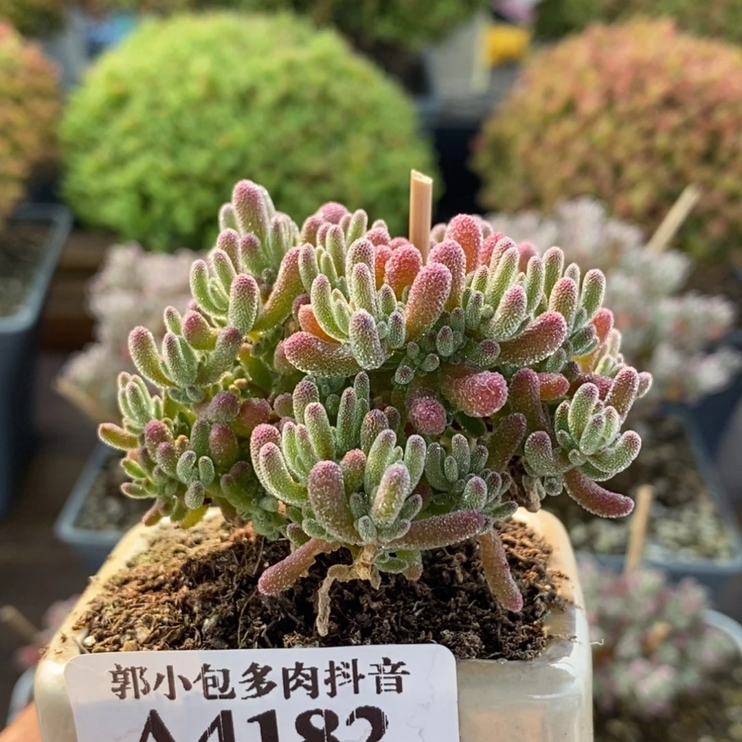 冰紫4182枝干番杏