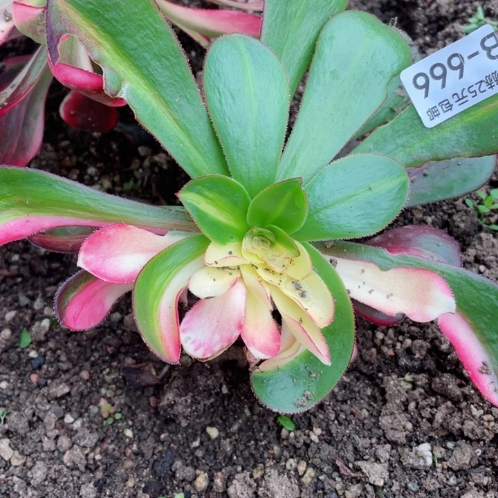 666红膜女花脸多肉22345678