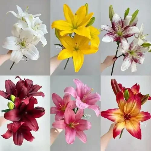 混色百合，云南基地直发