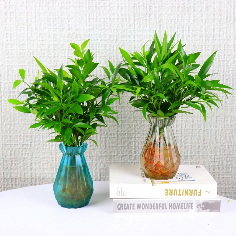 驱蚊水培植物竹柏富贵竹办公室内桌面绿植水养小盆栽花卉四季常青