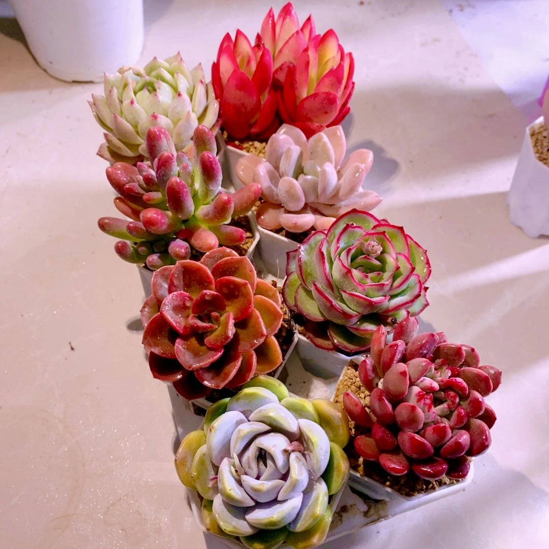 多肉植物精品指定八颗送盆土托架（6厘米左右）