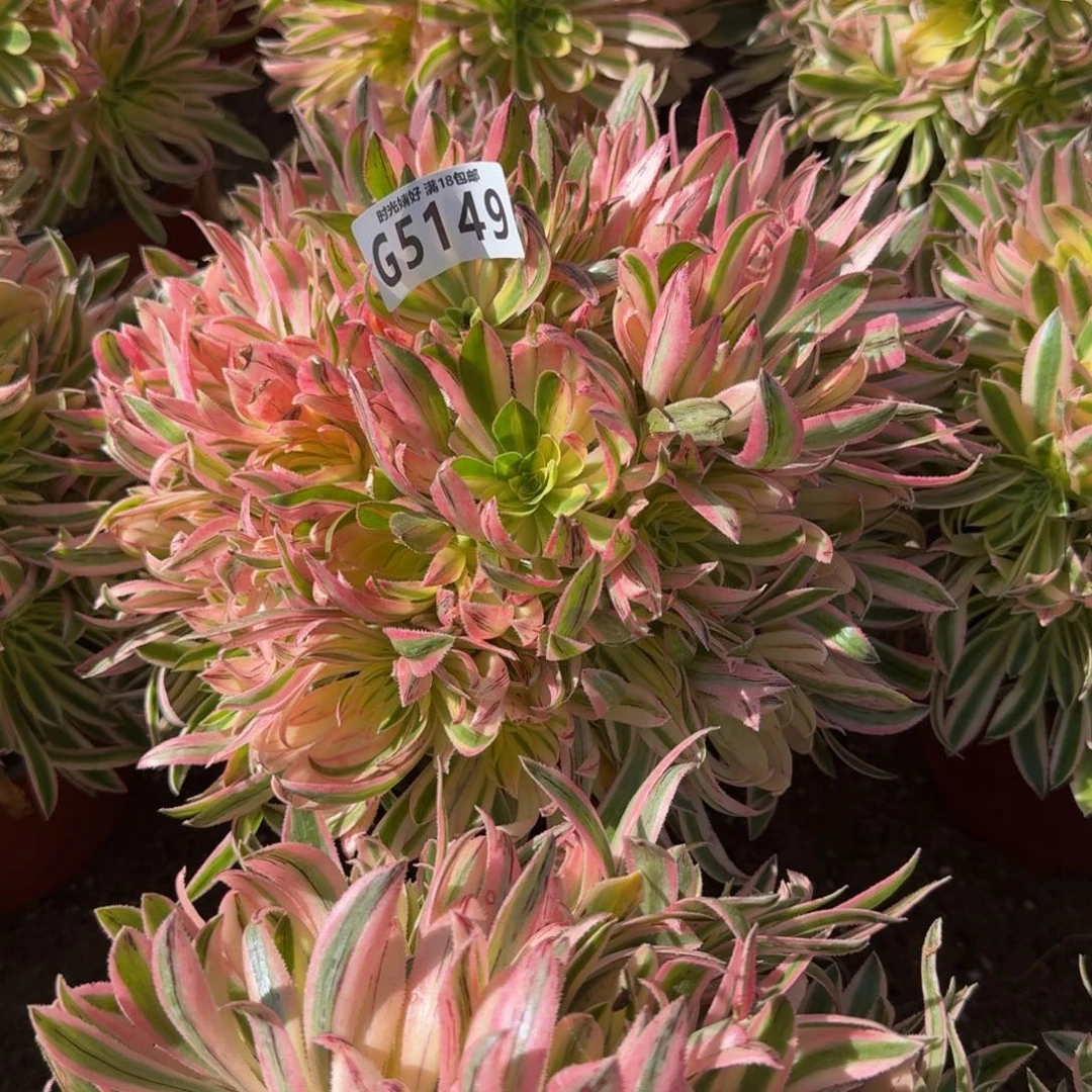 白***?5149夕颜。多肉植物