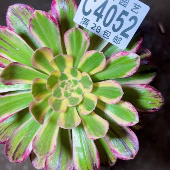 4052v锦锦多肉植物法师