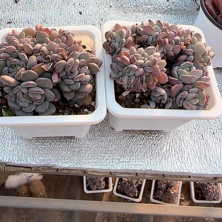 我***?青蛙王子儿童牙膏111