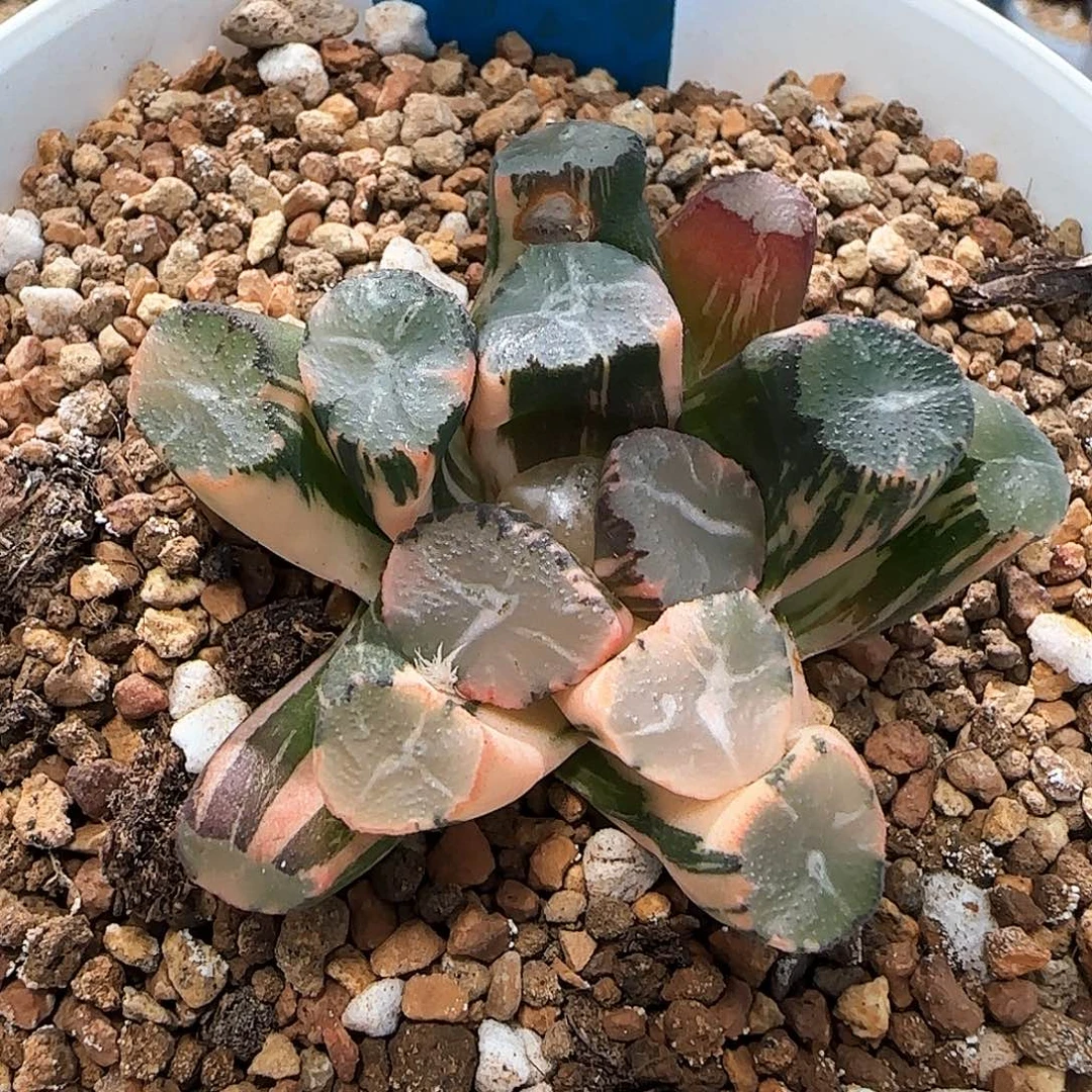 69号蜘蛛之巢万象锦一物一拍带盆土