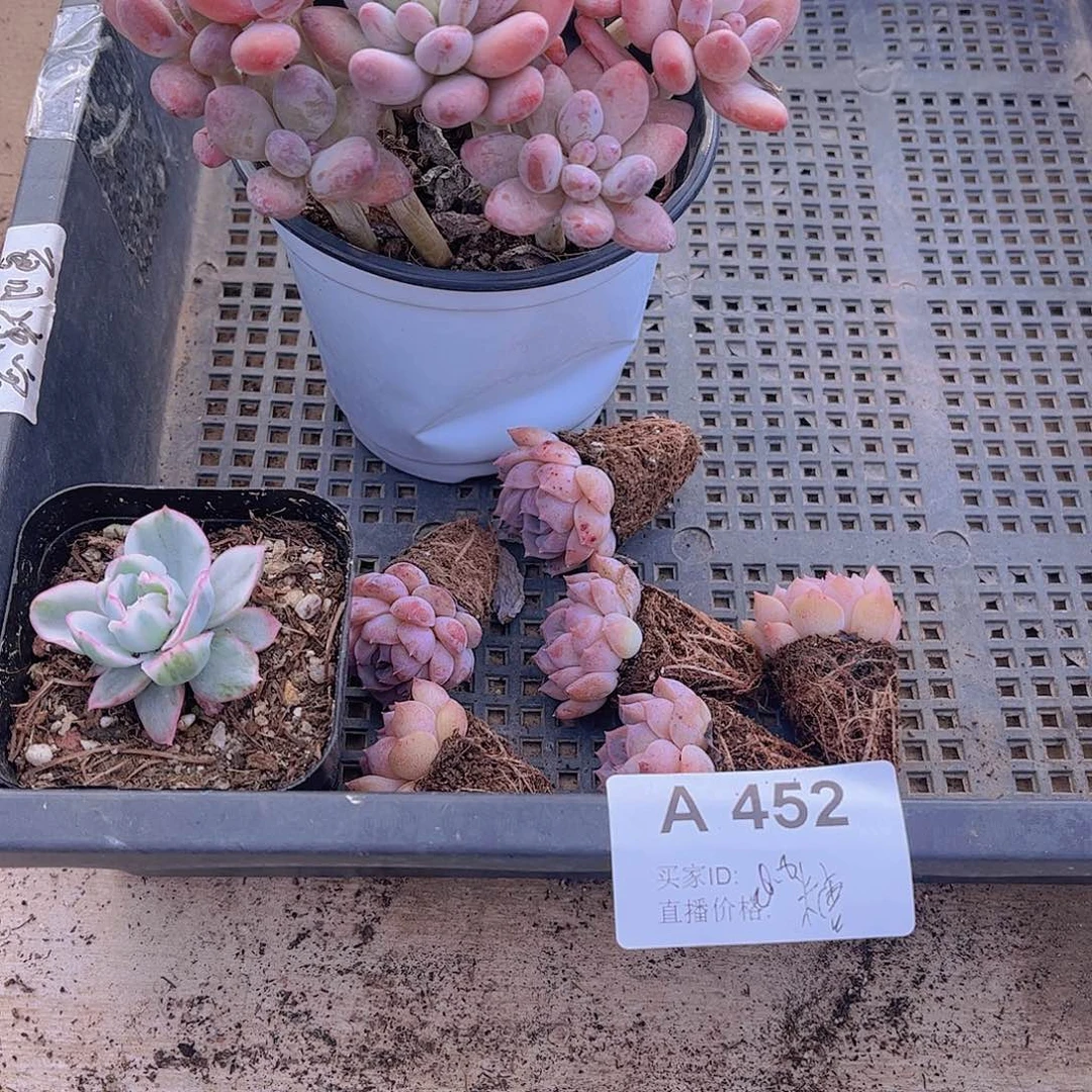 兜***?多肉452多肉植物