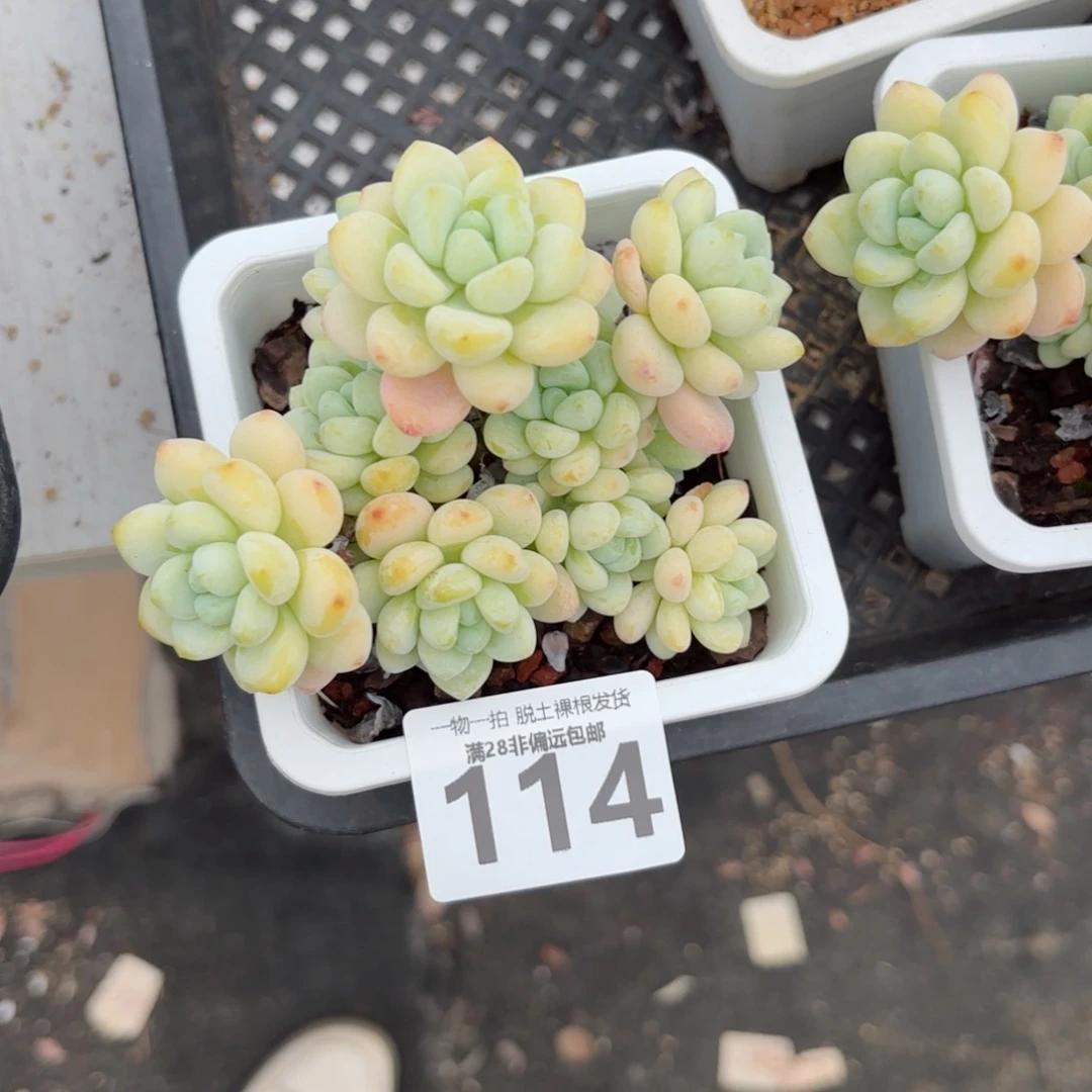 樱花罗绮老桩无盆土发货