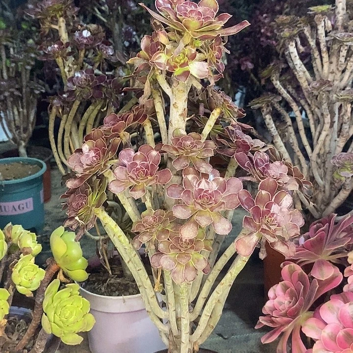 黑法多肉植物057