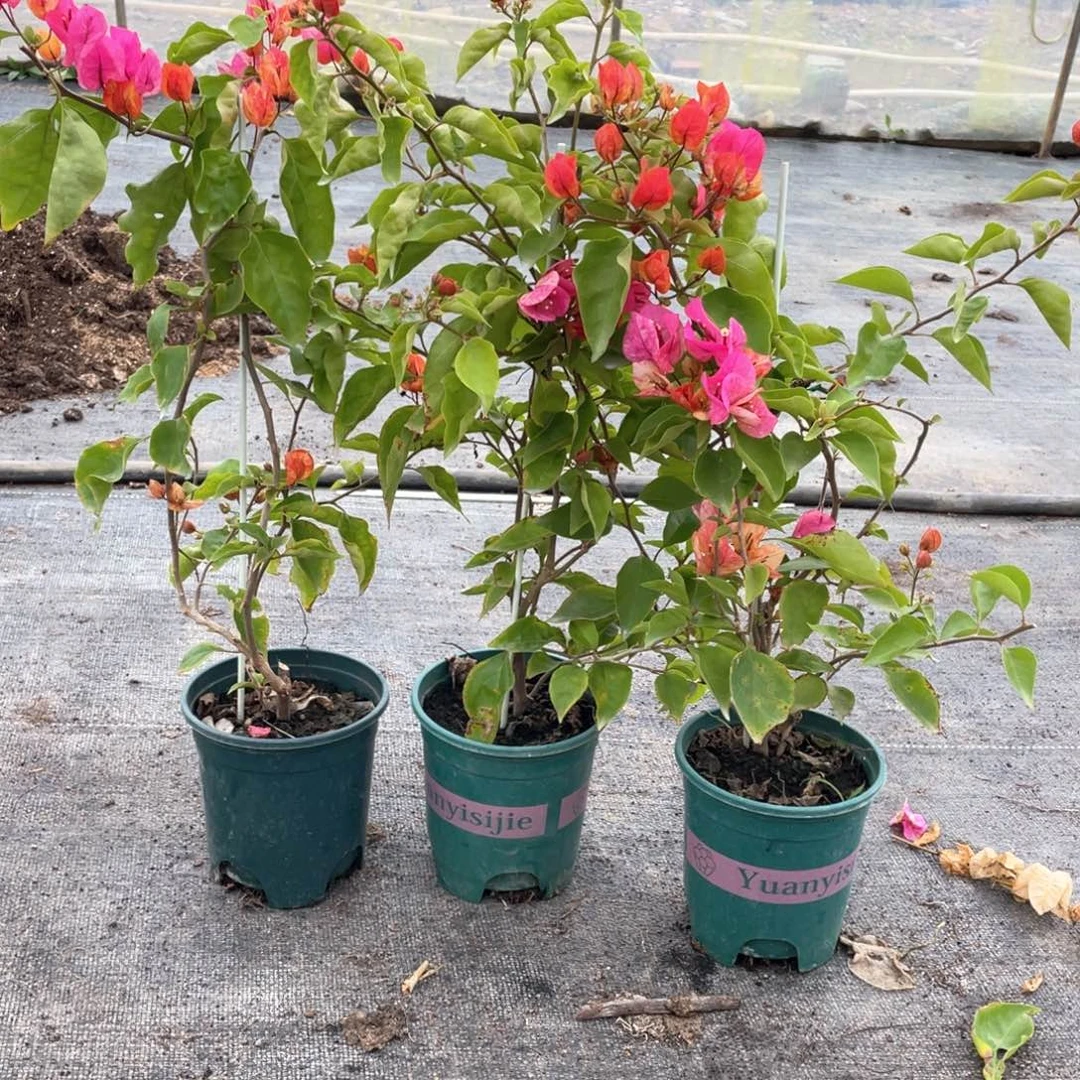 全部花朵阿朱娜一盆