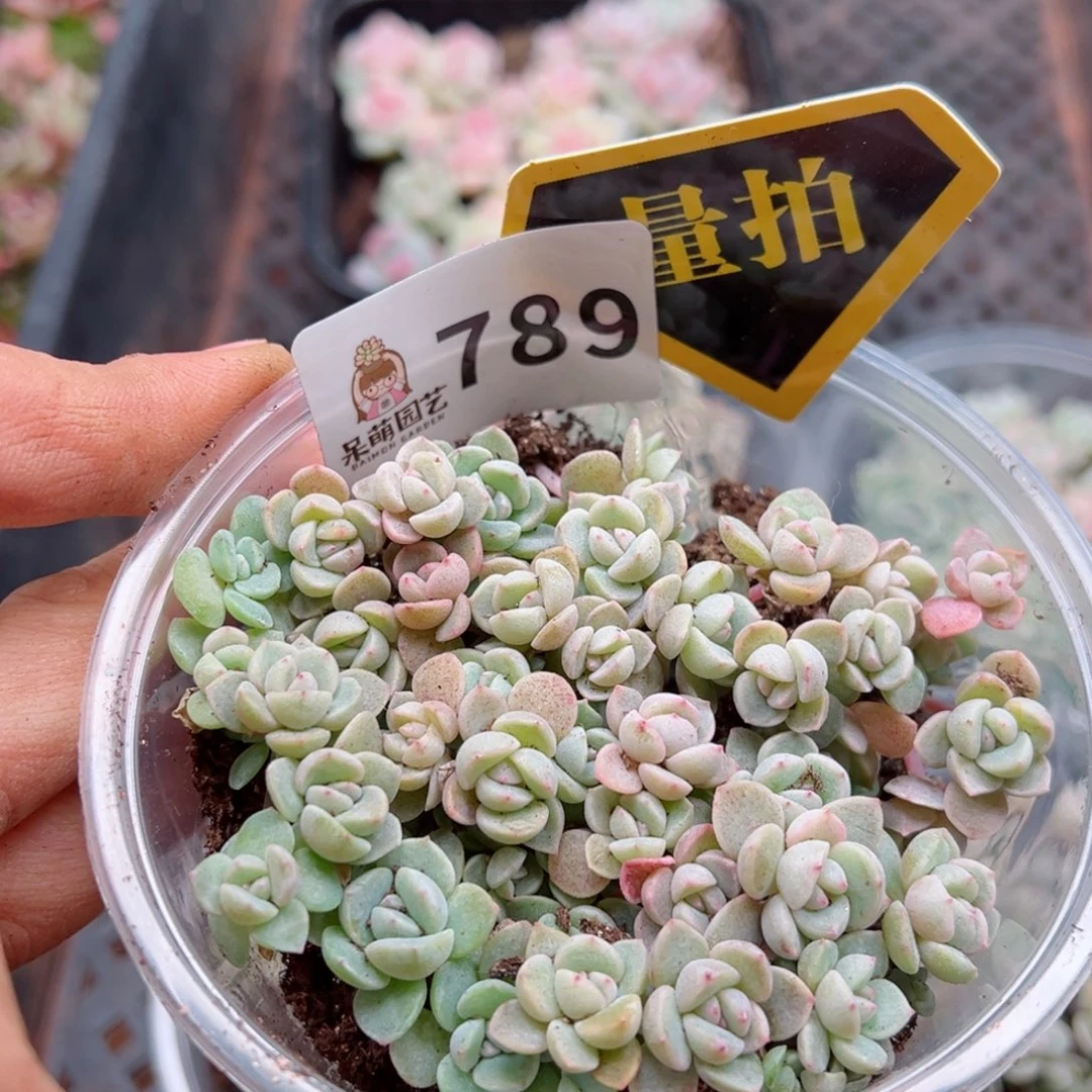 多肉植物多肉植物