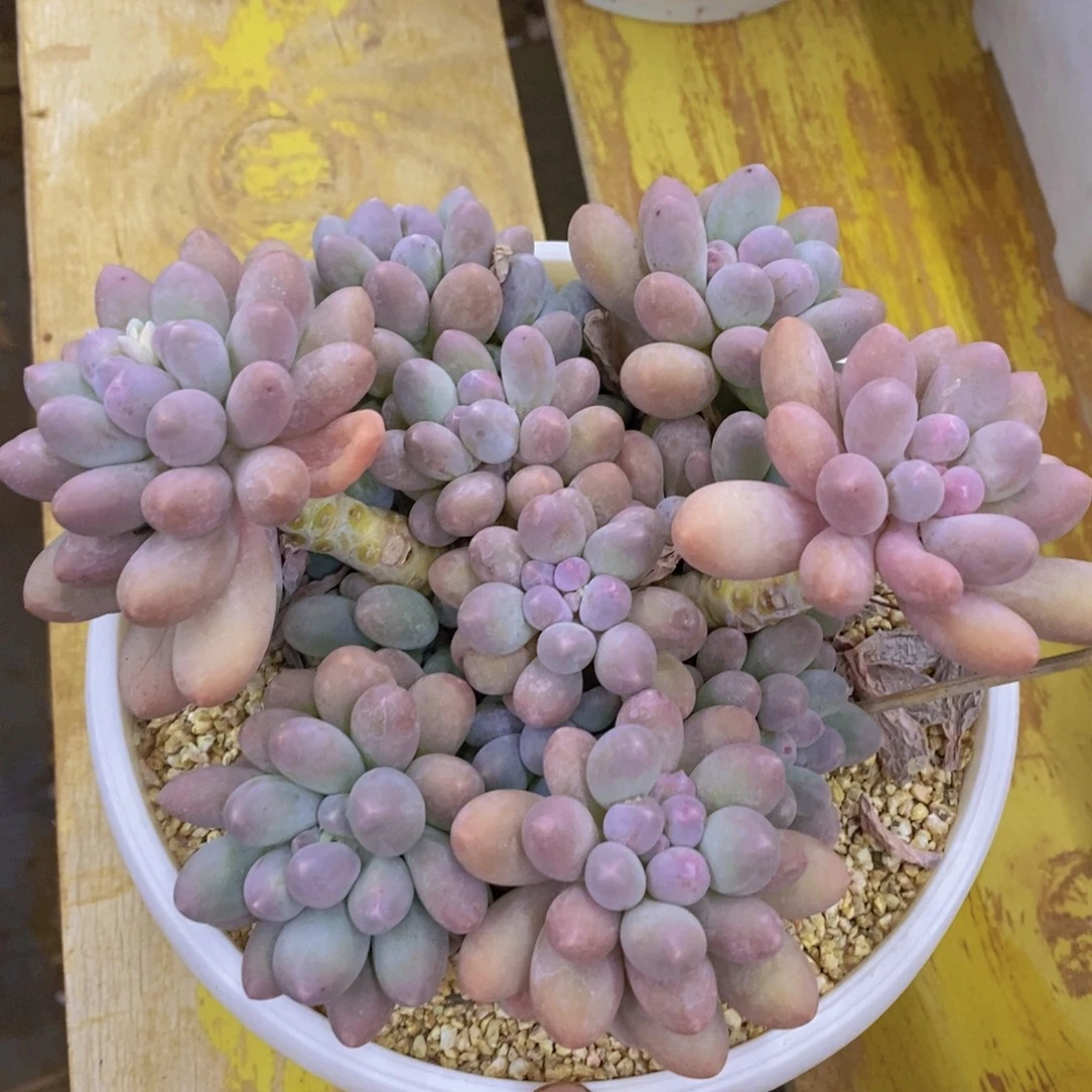 7号晚间福利，预约场