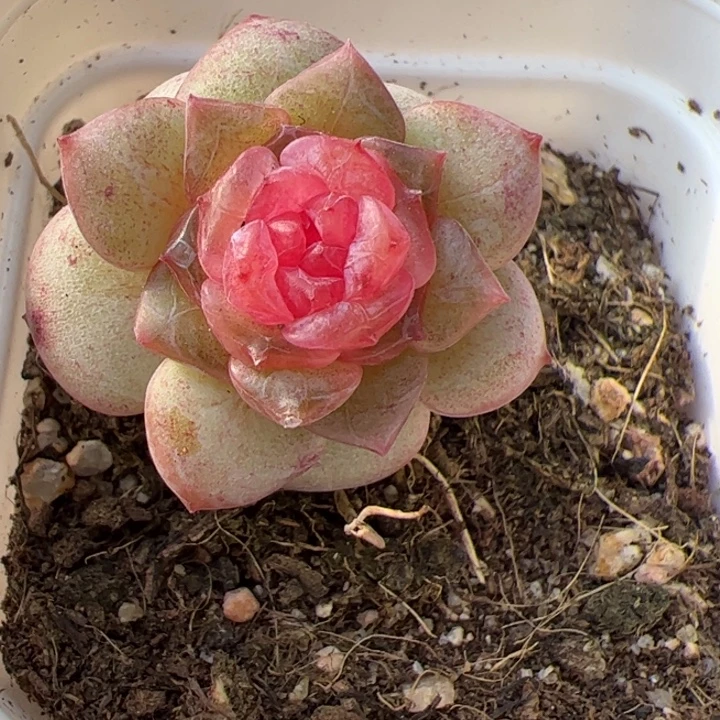 开播福利。一物一拍精品糖心，尺寸不大介意勿拍