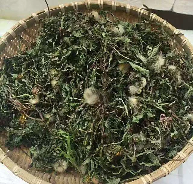 野生蒲公英整棵带根（产地临沂市沂水县）