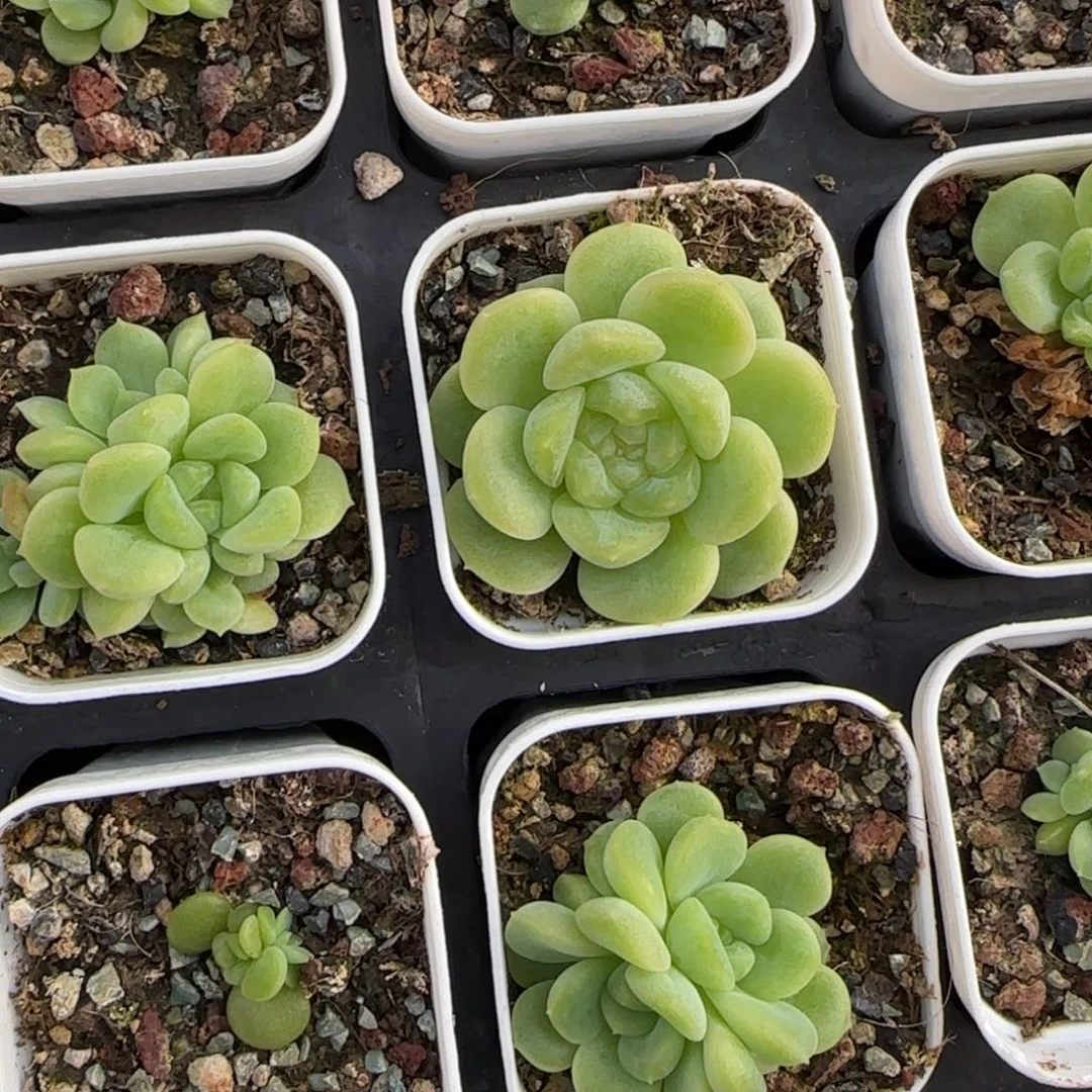 财富3   5方杯 满20包邮