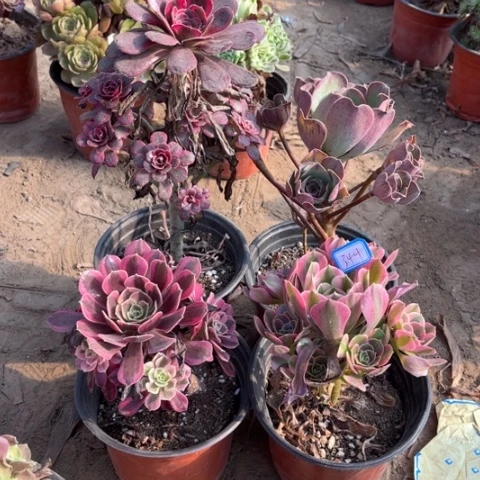 344多肉植物组合1