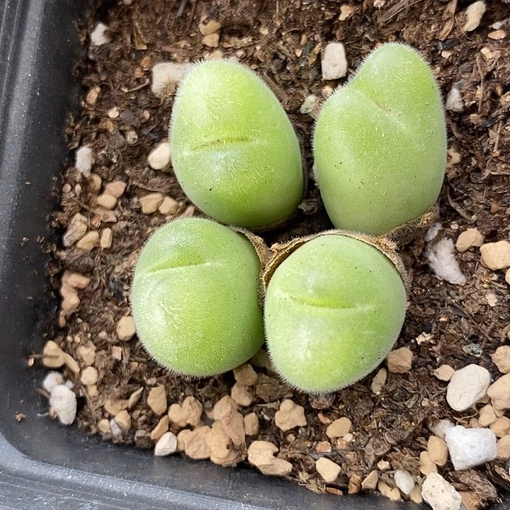 1455毛翠滴一群。