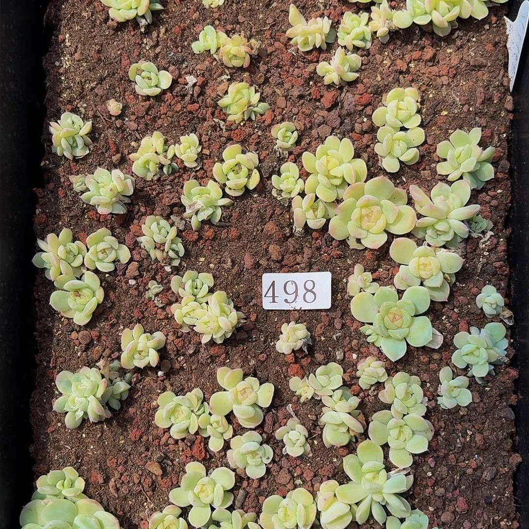 多肉植物多肉植物498