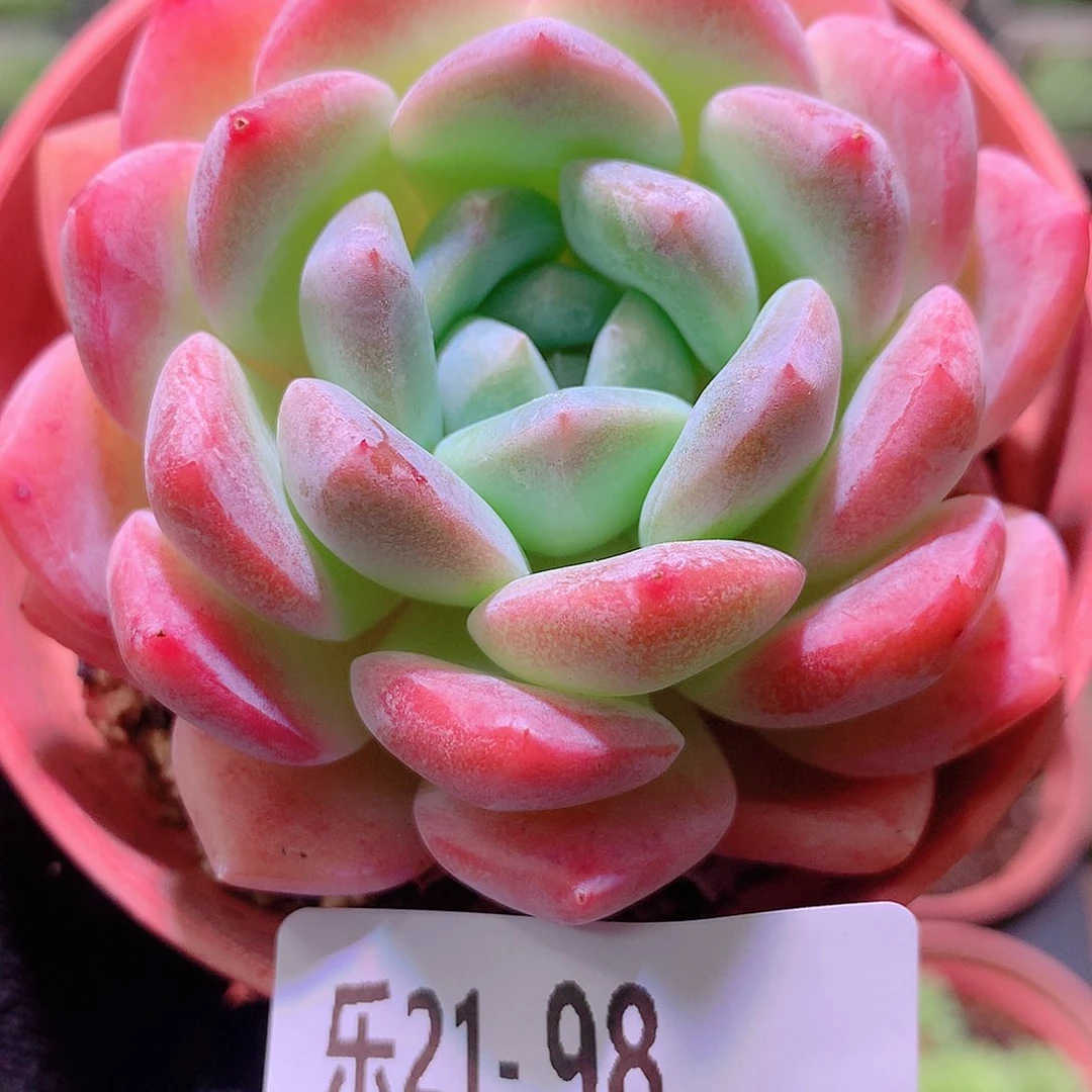 乐然21-98 冰糖单头