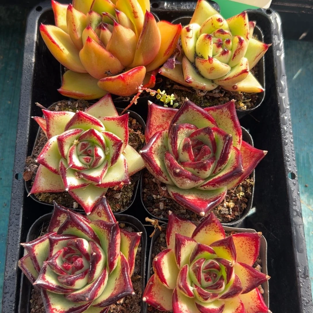 从前慢花园多肉编号1212-176