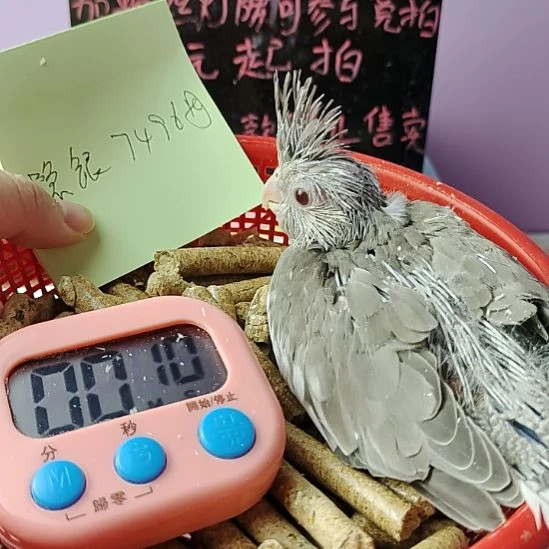 玄凤鹦鹉/鸡尾鹦鹉隐银7496母