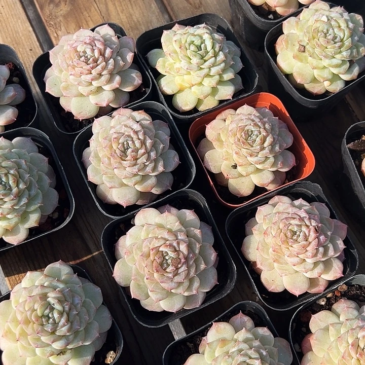 晴 初          福利多多