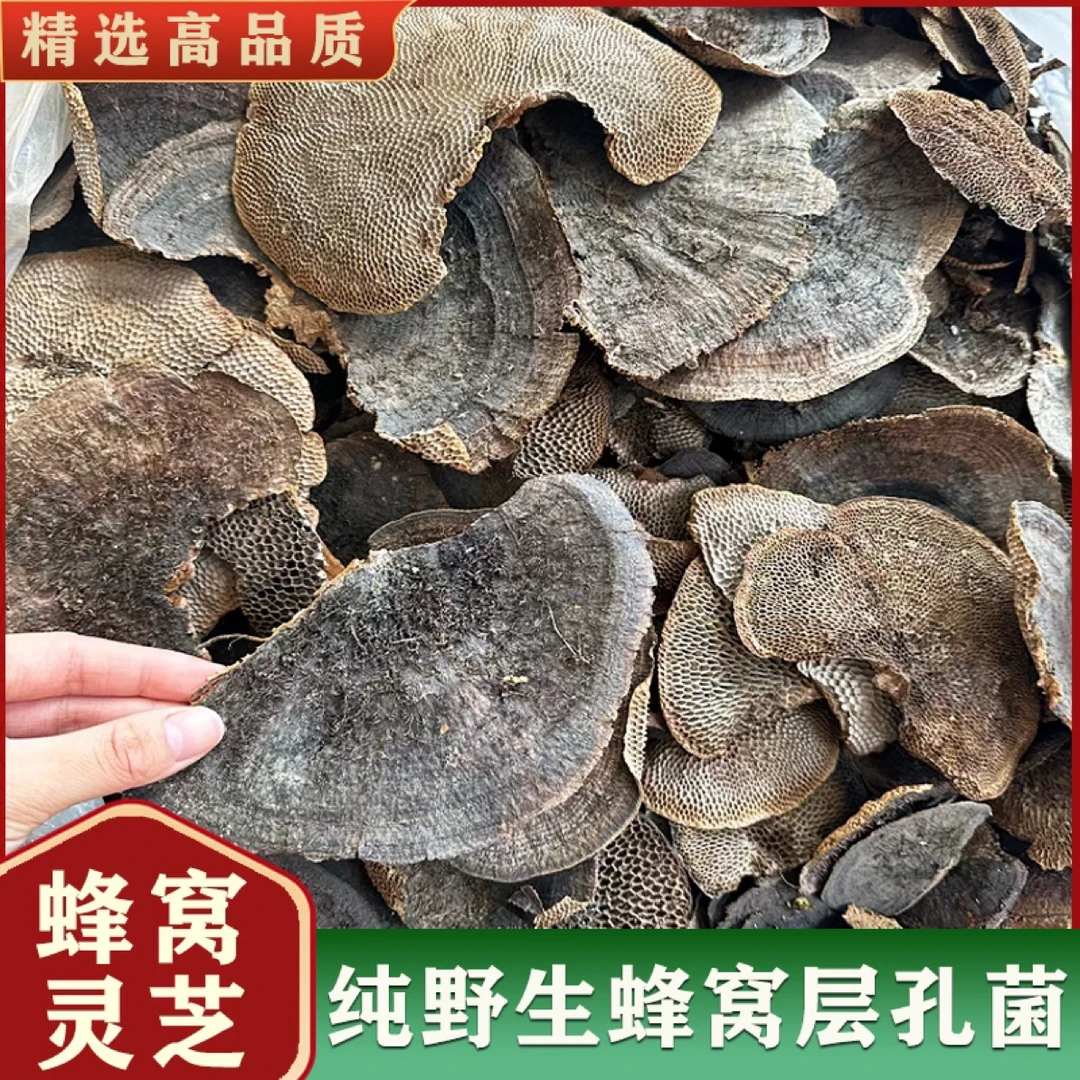 深山野生灵芝 新货蜂窝灵芝 毛蜂窝菌 蜂窝孔菌 山货