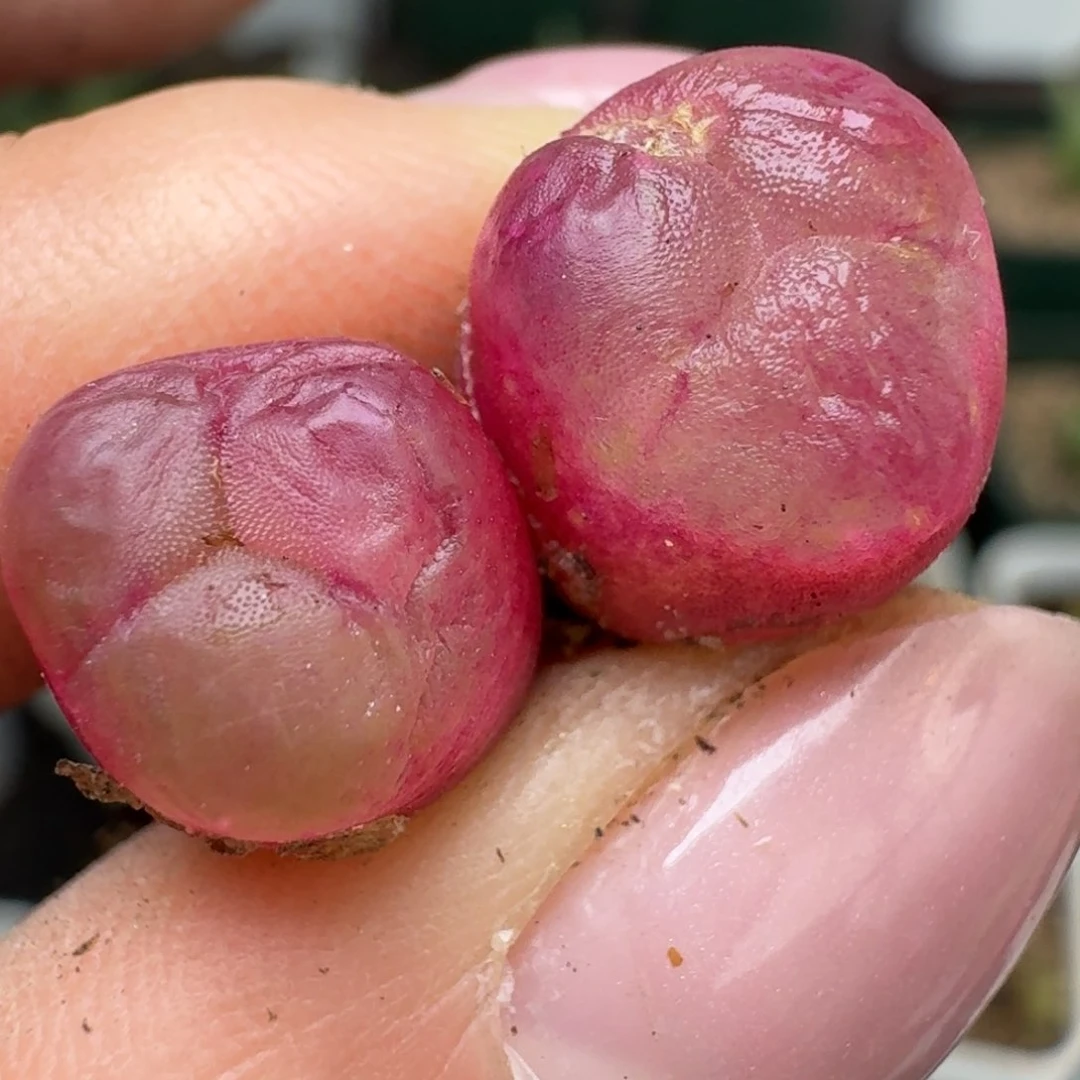 253两颗00000000000