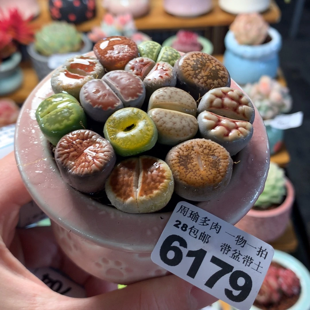 5厘米盆精控多肉6179