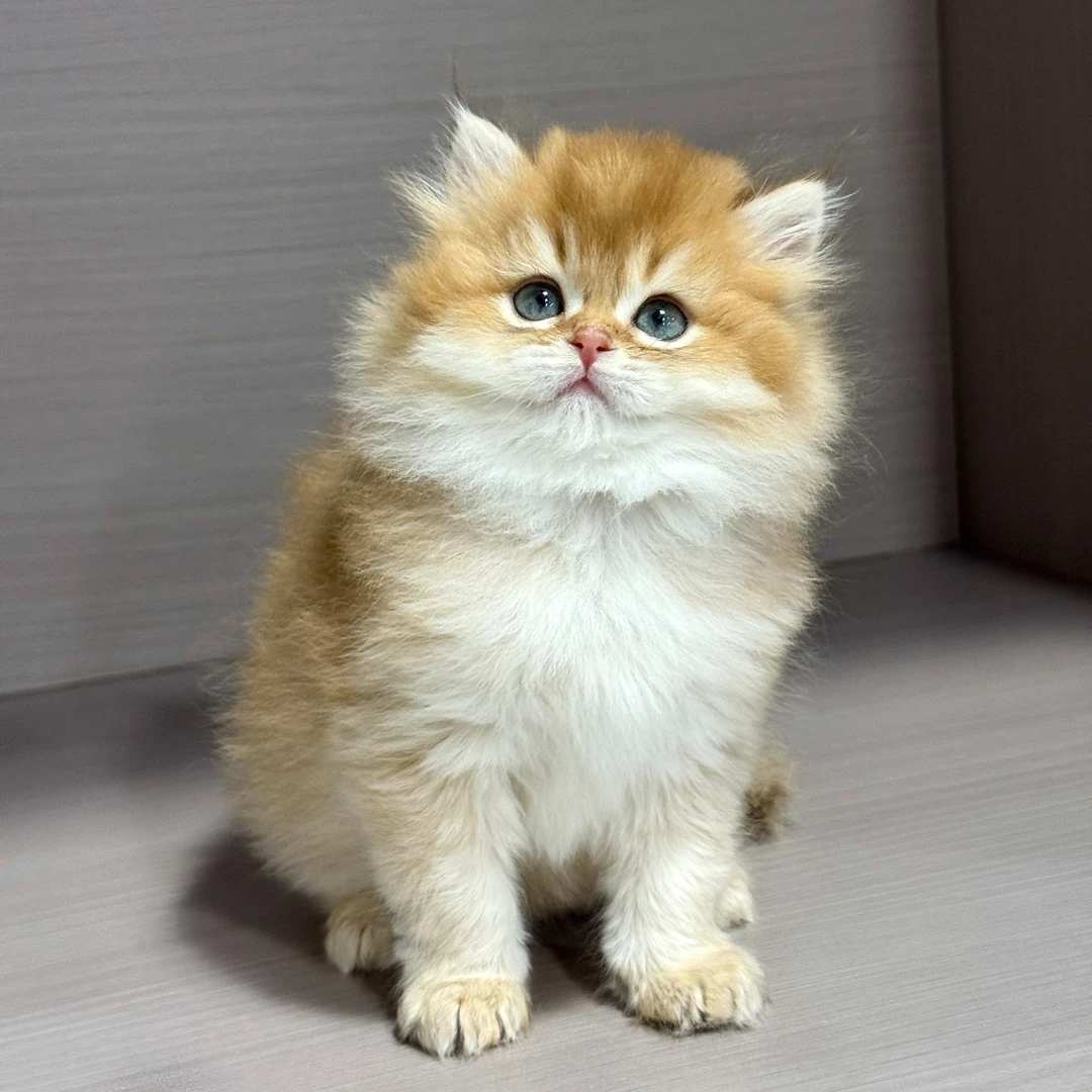 大嘴精品猫【12长毛金妹妹】